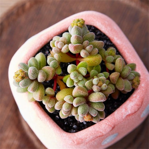 Real Live Succulent Cactus Plant : Crassula namaquensis ssp. comptonii Tölken