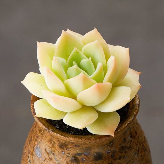 queen succulent Real Live Succulent Cactus Plant : Echeveria fun queen