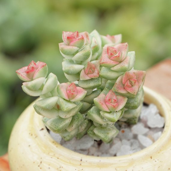 succulents pastel Real Live Succulent Cactus Plant : crassula pastel – Succulent Zone