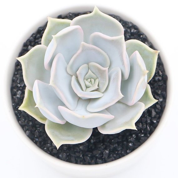 succulent in chinese Real Live Succulent Cactus Plant : Echeveria lilacina Kimnach & Moran