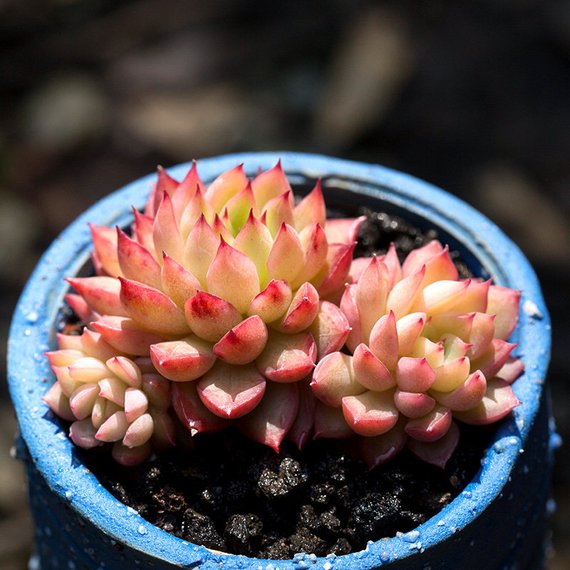 mebina succulent Real Live Succulent Cactus Plant : Echeveria 'Mebina' – Succulent Zone