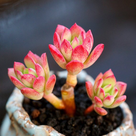 Real Live Succulent Cactus Plant : Echeveria 'Minibelle'