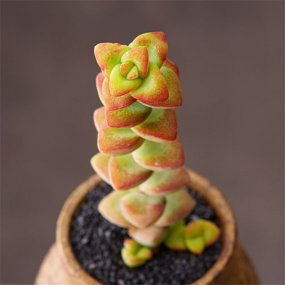 Real Live Succulent Cactus Plant Crassula Rupestris F Succulent Zone