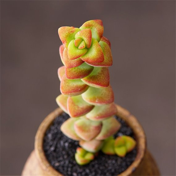 Real Live Succulent Cactus Plant : Crassula rupestris f.