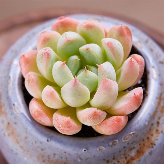 white and pink succulent Real Live Succulent Cactus Plant : Echeveria 'White Line'