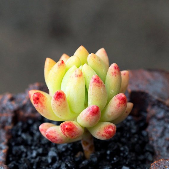 Real Live Succulent Cactus Plant : xSedeveria 'Hummellii'
