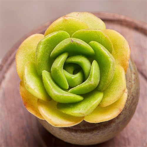Real Live Succulent Cactus Plant : Aeonium LilyPad