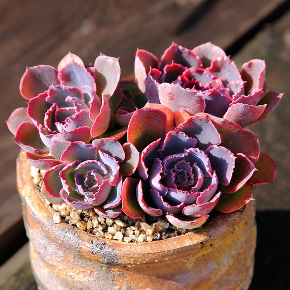 echeveria neon breaker succulent Real Live Succulent Cactus Plant : Echeveria 'Neon breaker'