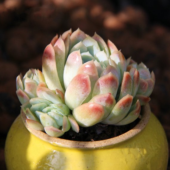 raspberry ice succulent Real Live Succulent Cactus Plant : Echeveria elegans raspberry ice – Succulent Zone