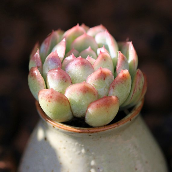 Real Live Succulent Cactus Plant : Echeveria 'Strawberry ice'