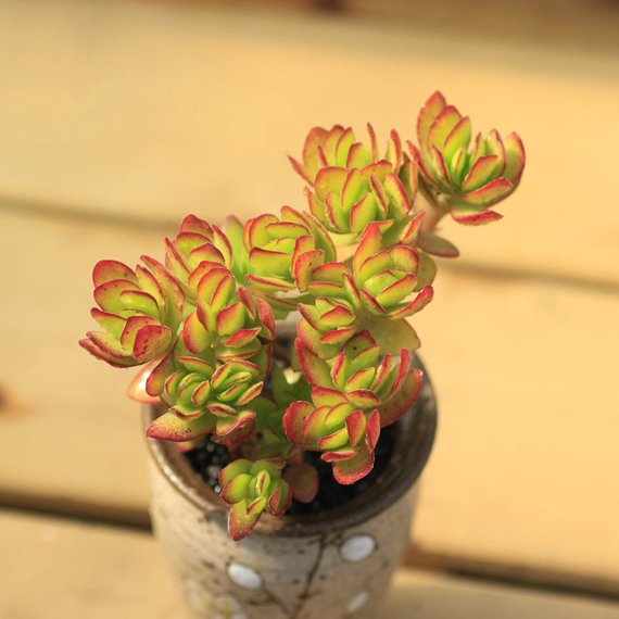 Real Live Succulent Cactus Plant : Crassula dejecta