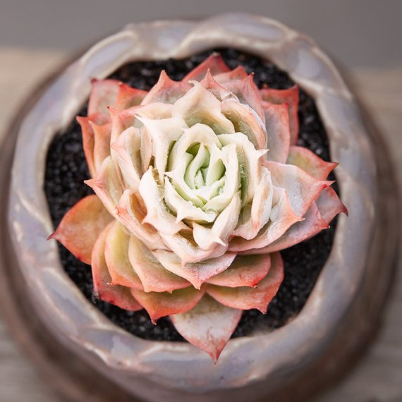 succulent plant rose Real Live Succulent Cactus Plant : Graptoveria 'Rose Queen' – Succulent Zone