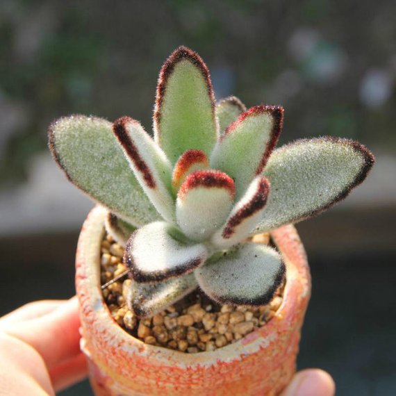 Real Live Succulent Cactus Plant : Kalanchoe tomentosa f.'DARUMA'