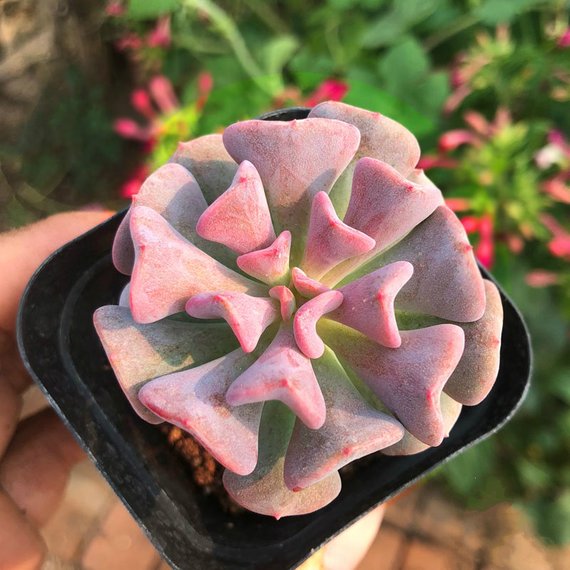 snowfall succulent Real Live Succulent Cactus Plant : Echeveria 'Snow Fairy' 'XUEJINGLING – Succulent Zone