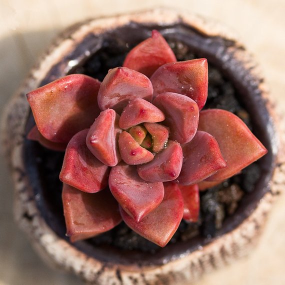 graptosedum bronze succulent Real Live Succulent Cactus Plant : Graptosedum 'Bronze'