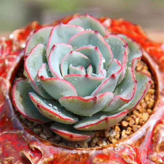 echeveria atlantis succulent Real Live Succulent Cactus Plant : Echeveria 'Atlantis'