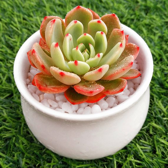 live mini succulent plants Real Live Succulent Cactus Plant : Echeveria 'Nana mini hook'