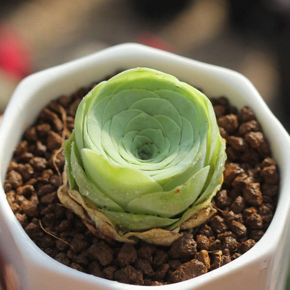 Real Live Succulent Cactus Plant : Greenovia diplocycla ex La Gomera