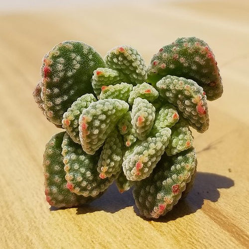 Real Live Succulent Cactus Plant : Crassula ausensis subsp. titanopsis
