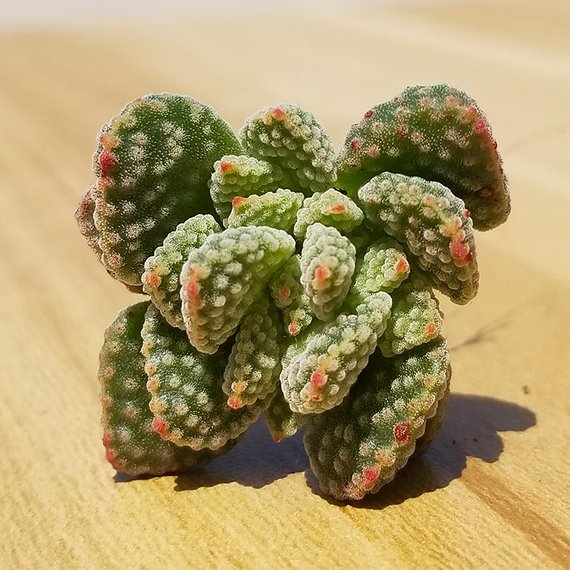 titanopsis succulent Real Live Succulent Cactus Plant : Crassula ausensis subsp. titanopsis – Succulent Zone