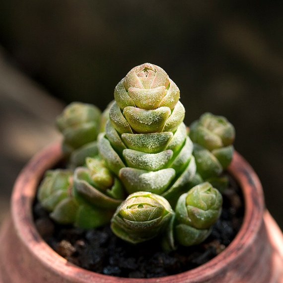 Real Live Succulent Cactus Plant : Crassula 'Emerald'
