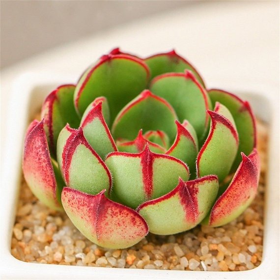 daniels succulents Real Live Succulent Cactus Plant : Echeveria cv. Joan Daniel