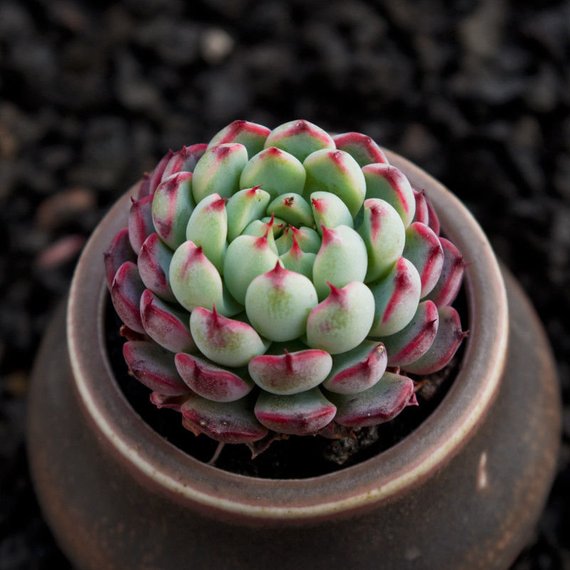 succulent with red edges Real Live Succulent Cactus Plant : Echeveria minima 'Red Edge'