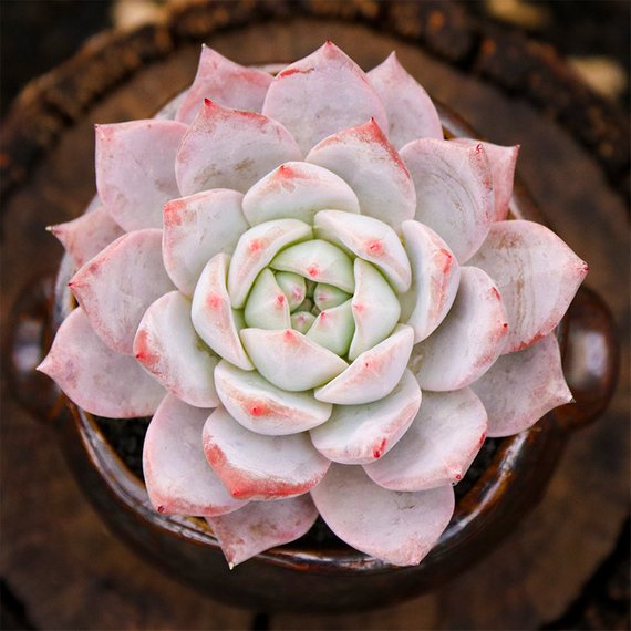 blue bird succulent Real Live Succulent Cactus Plant : Echeveria blue bird – Succulent Zone
