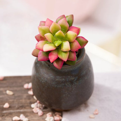 Real Live Succulent Cactus Plant : Anacampseros telephiastrum Sunset