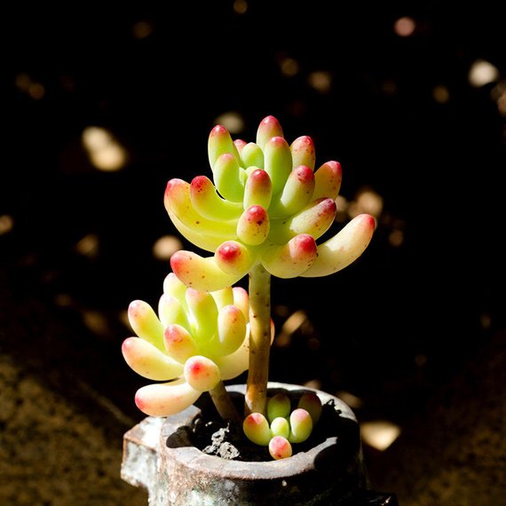 Real Live Succulent Cactus Plant : Sedum pachyphyllum Rose