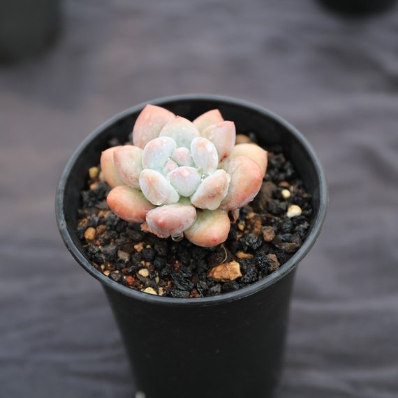 elaine succulent Real Live Succulent Cactus Plant : xPachyveria 'Elaine'