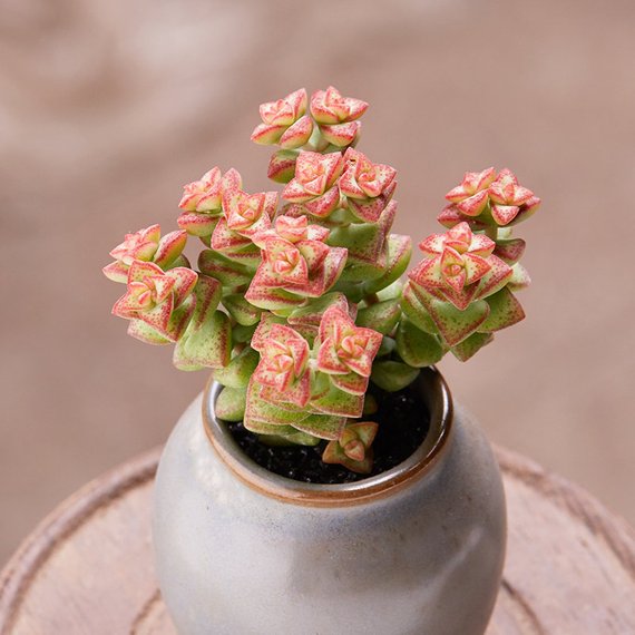 Real Live Succulent Cactus Plant : Crassula 'Tom Thumb' – Succulent Zone