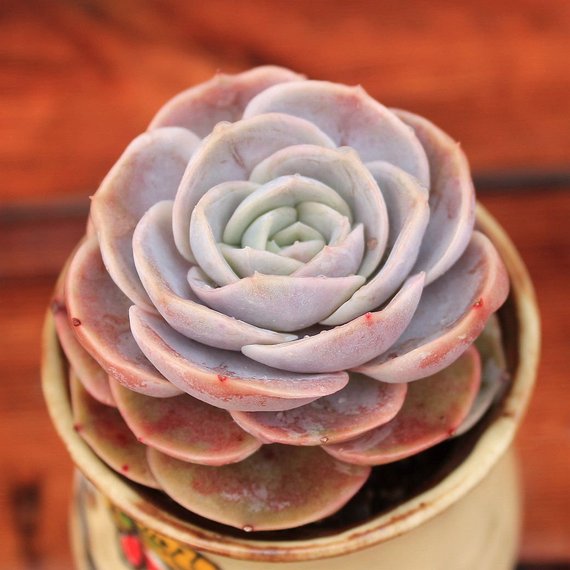 blue succulent Real Live Succulent Cactus Plant : Echeveria 'Blue Surprise'