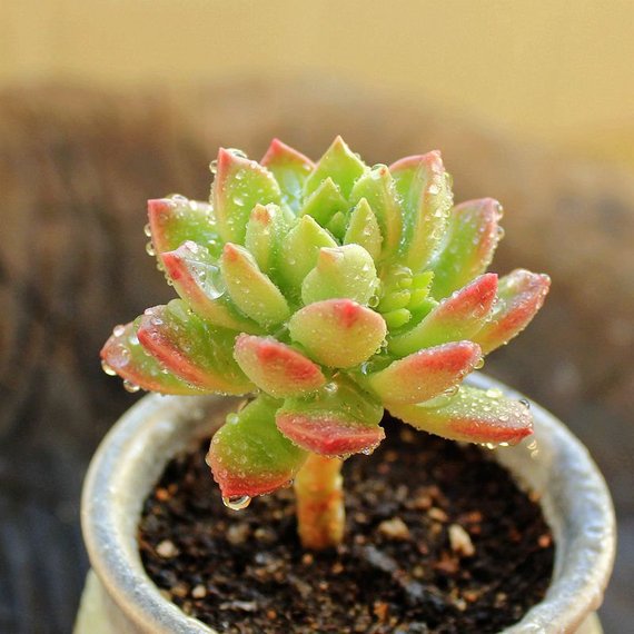Real Live Succulent Cactus Plant : Sedeveria Markus