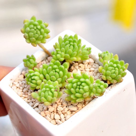 small succulents real Real Live Succulent Cactus Plant : Sedum hirsutum ssp. baeticum Rouy –  Succulent Zone
