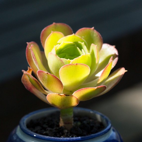 Real Live Succulent Cactus Plant : Aeonium 'Blushing Beauty'