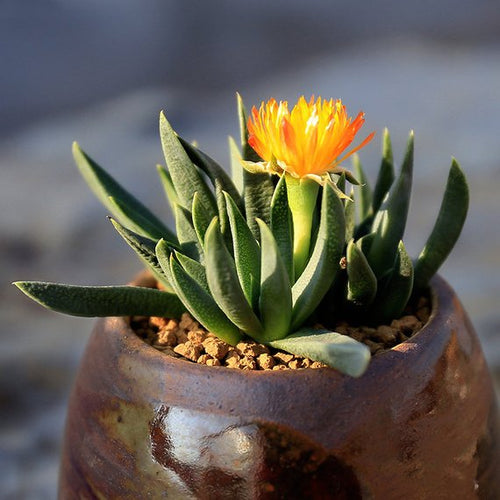 Real Live Succulent Cactus Plant : Bergeranthus.multiceps