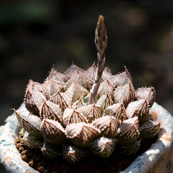 Real Live Succulent Cactus Plant : Haworthia hybrid 'Mirrorball'