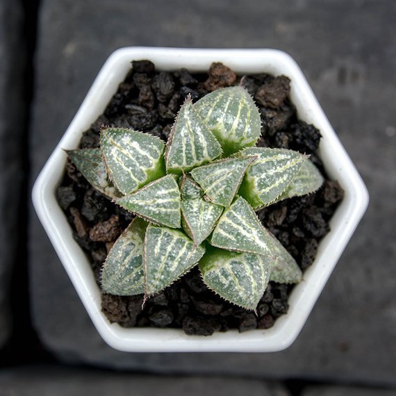 Real Live Succulent Cactus Plant : Haworthia 'Yuki Keshiki'
