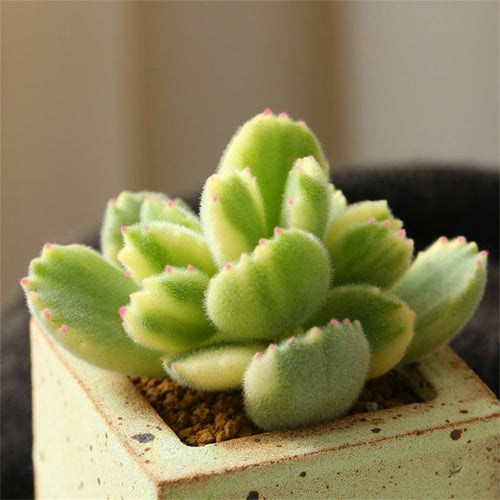 Real Live Succulent Cactus Plant : Cotyledon ladismithiensis variegata