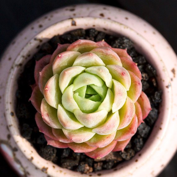 lime n chile succulent Real Live Succulent Cactus Plant : Echeveria 'Lime and Chile'