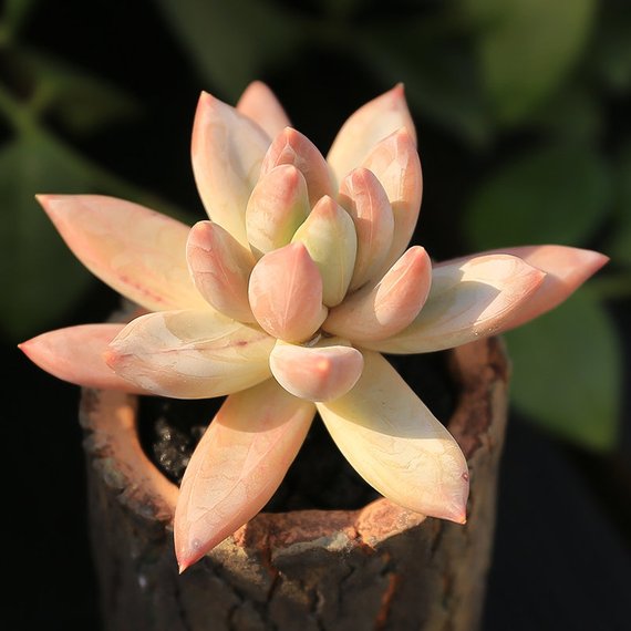 bunnings succulents Real Live Succulent Cactus Plant : Pachyveria 'Glauca' – Succulent Zone