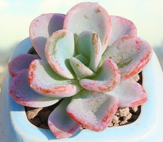 orpet succulent Real Live Succulent Cactus Plant : xPachyveria 'Orpet'