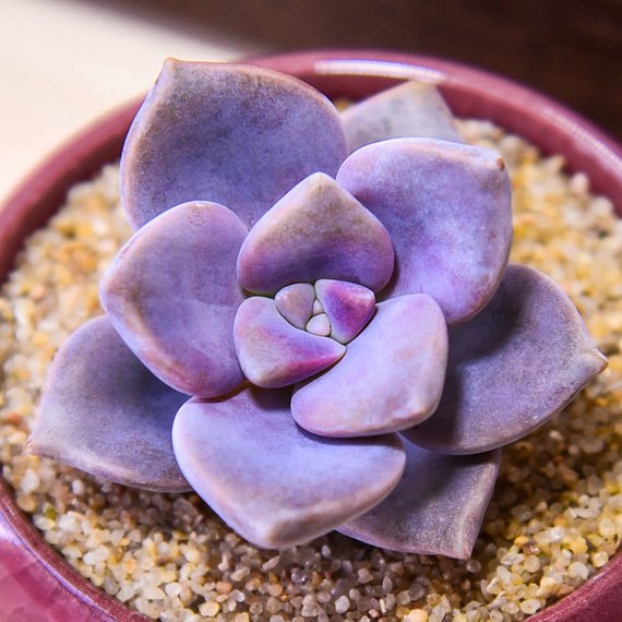 purplish succulent Real Live Succulent Cactus Plant : Graptopetalum 'Purple Delight'