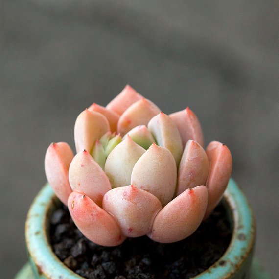 pretty succulent Real Live Succulent Cactus Plant : Echeveria Pretty in Pink