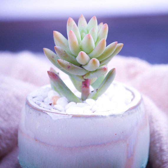 frosted succulents Real Live Succulent Cactus Plant : Sedeveria 'silver Frost'