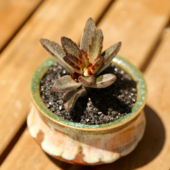 Real Live Succulent Cactus Plant : Kalanchoe tomentosa 'Chocolate Soldier'