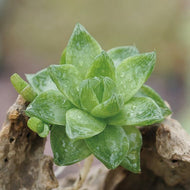 Real Live Succulent Cactus Plant : Haworthia cymbiformis Duval