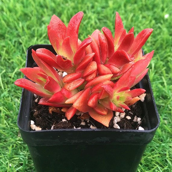 Real Live Succulent Cactus Plant : Crassula 'Momiji Matsuri'