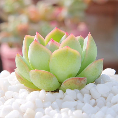 Real Live Succulent Cactus Plant : 'XIXILI'
